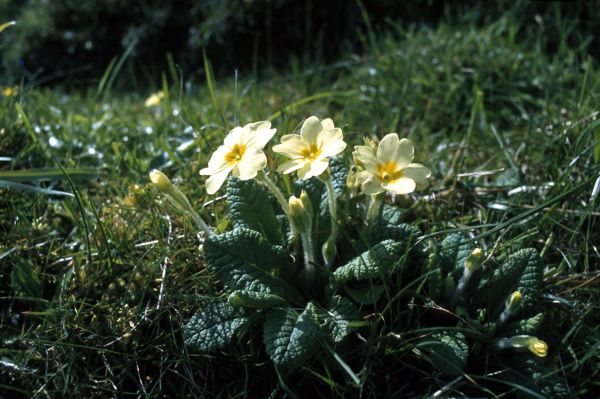 A primrose in full flower