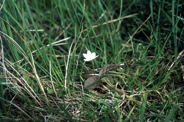 A small Chickweed Wintergreen flower grows among the grass