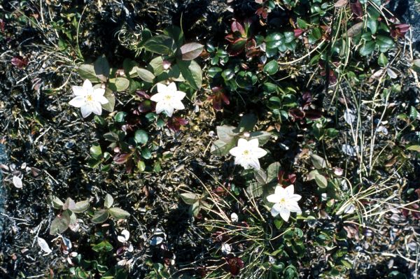 Chickweed Wintergreen growing in a sparse area