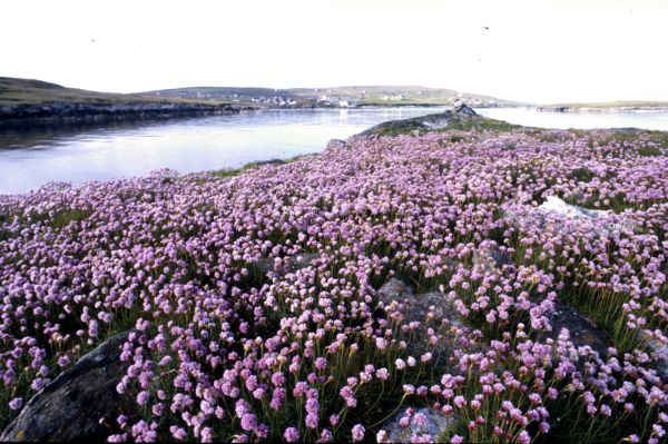 Greenholm, near Burravoe, covered in Thrift