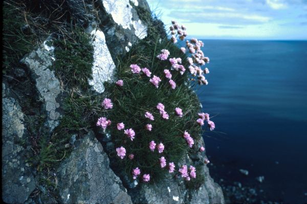 Thrift growing on the side of a cliff.