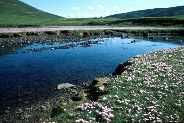 Thrift growing on salty pasture