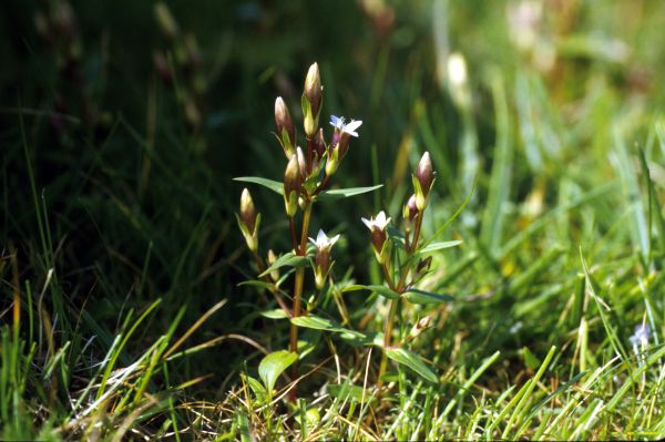 Autumn Gentain grows among the grass.