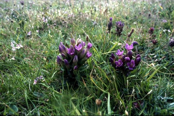 Field Gentain growing in a field of grass.