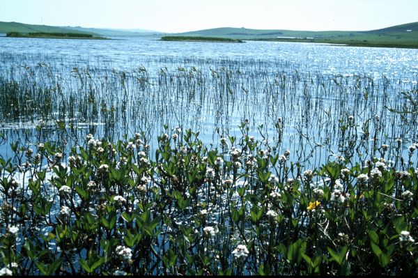 Bogbean growing in a loch.