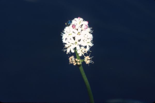 A bogbean flower in close-up