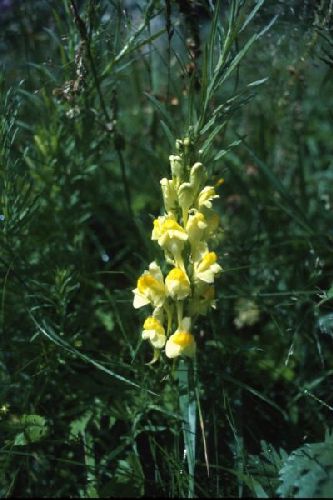 Toadflax flowers growing by the roadside