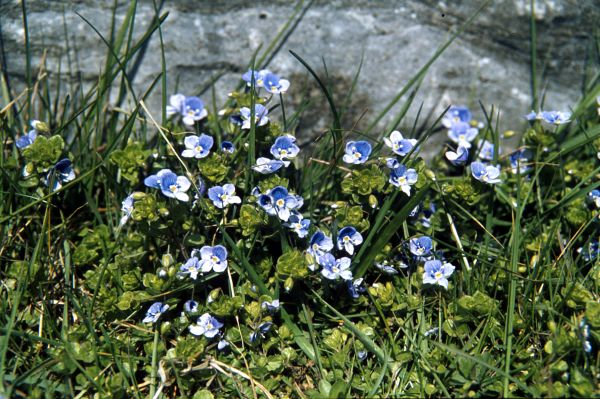 Slender Speedwell grows beside a wall.