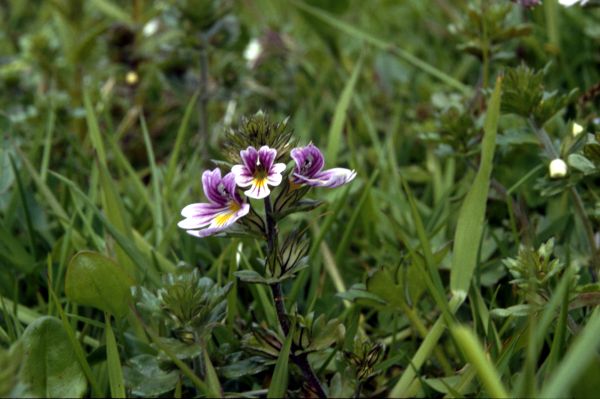 Eyebright flowers in close-up