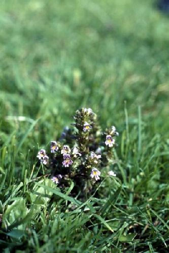 Eyebright growing in meadow grass.