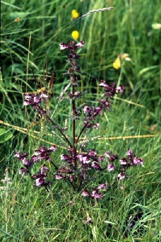 Marsh Lousewort grows in a grassy area.