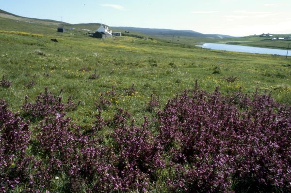 A patch of Marsh Louswort