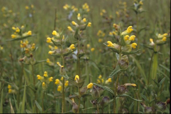 A patch of Yellow Rattle