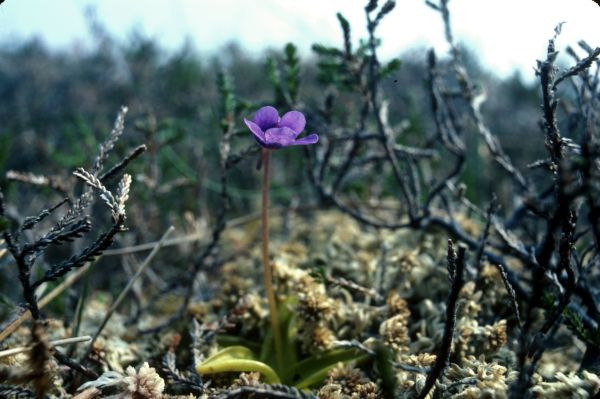 A Common Butterwort flower grows among the heather.