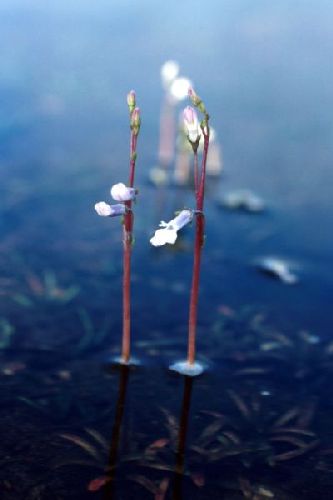 Water Lobelia emerges from the water.