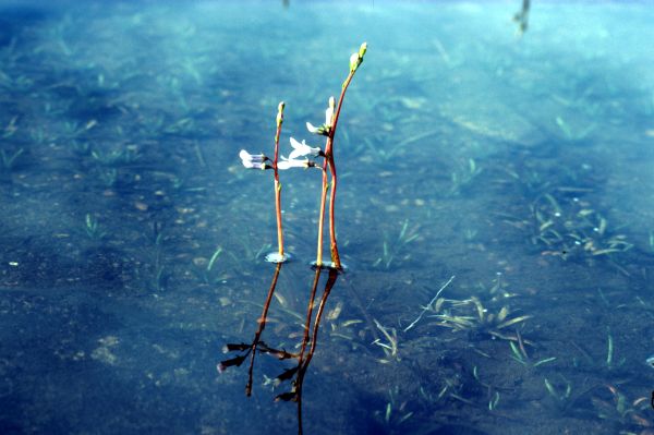 Water Lobelia rooted in the mud below the water