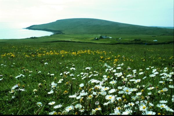 A patch of daisies in a park.