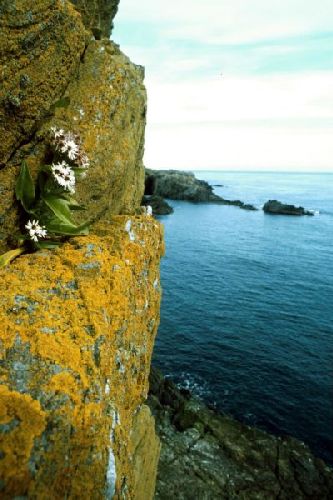 Sea Aster grows on the side of a cliff.