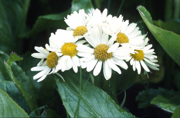 Magellan Ragwort flowers in close-up.