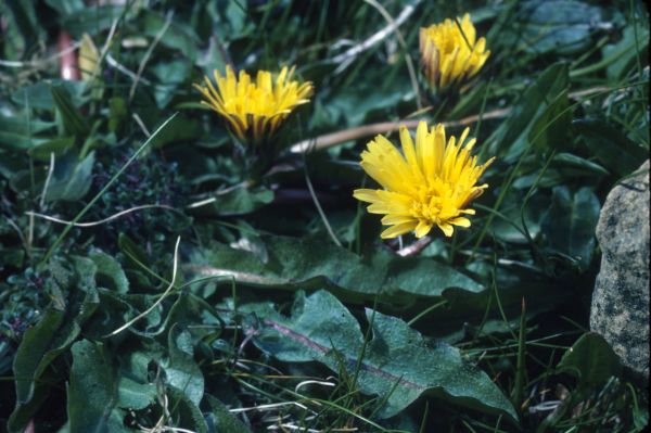 Dandelions grow from the grass.