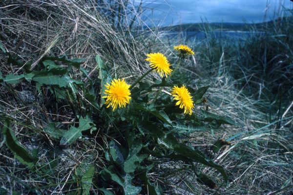 Dandelions grow among the grass.