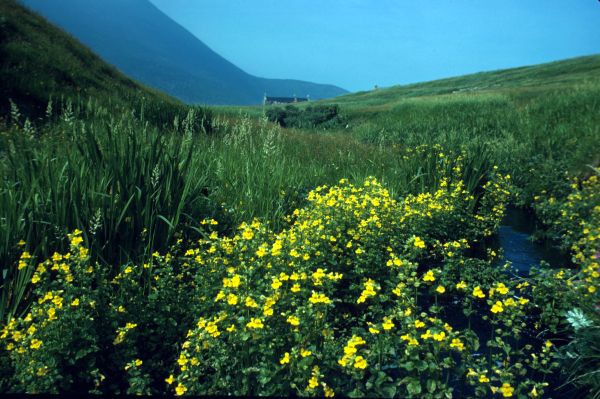 A patch of Monkey Flower grows by a burn.