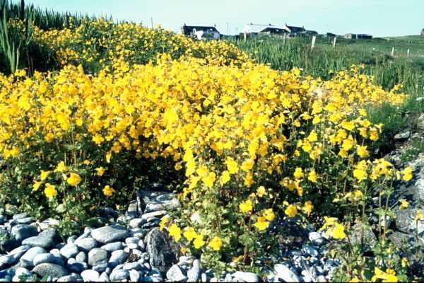 A patch of Monkey Flower grows near a beach