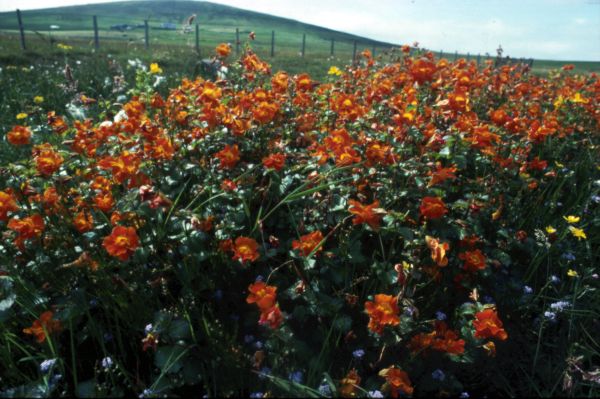 A patch of Monkey Flower.