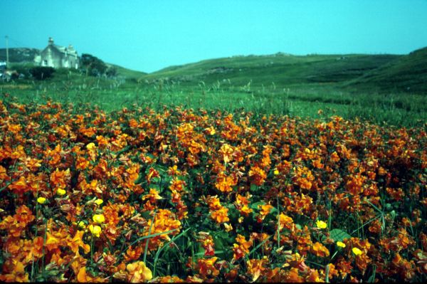 A patch of Monkey Flower growing in a field.