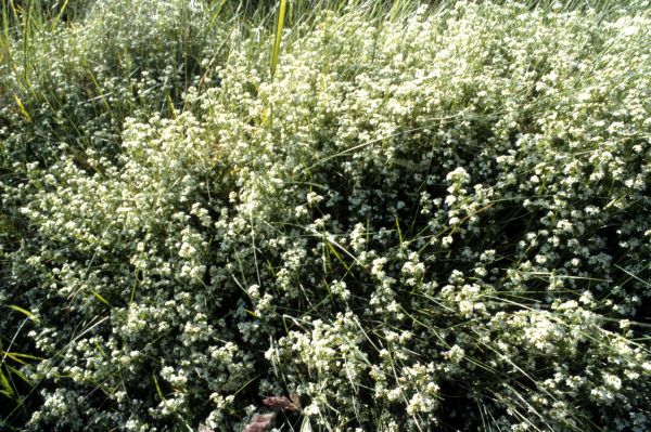 A patch of Common Marsh-bedstraw