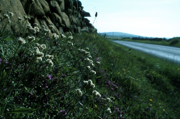 Moutain Everlasting grows beside a road.