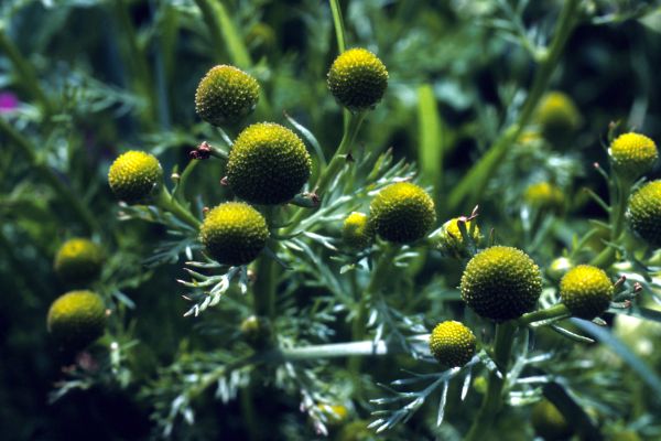 Pineapple Weed flowers in close-up