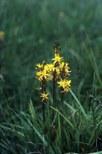 Bog Asphodel flowers