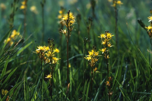 Bog Asphodel flowers in close-up