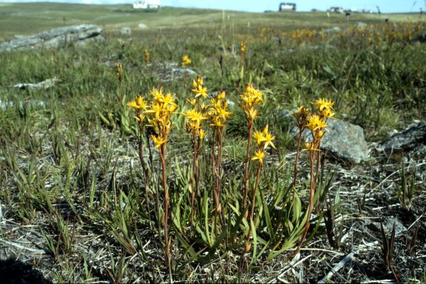 Some Bog Asphodel growing in a barren patch