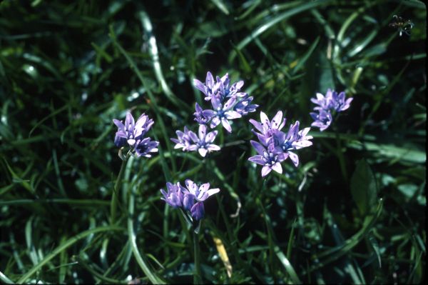 Spring Squill flowers in close-up