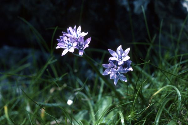 A few Spring Squill flowers groing among the grass.