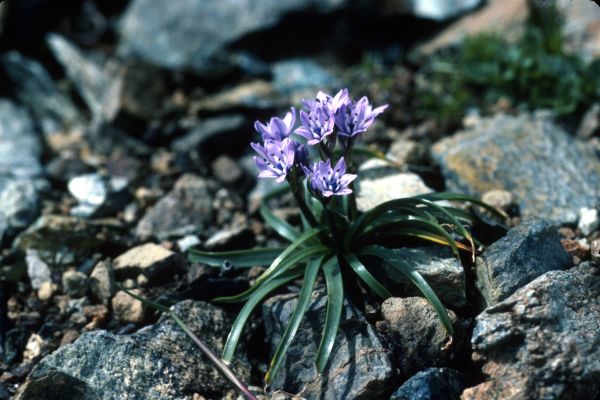 Spring Squill growing between some stones