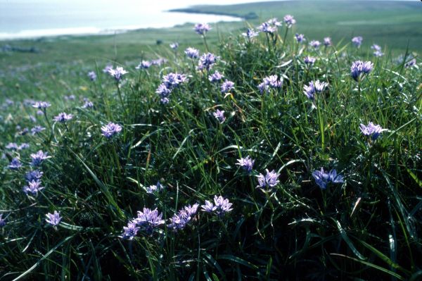 Spring Squill growing in a field