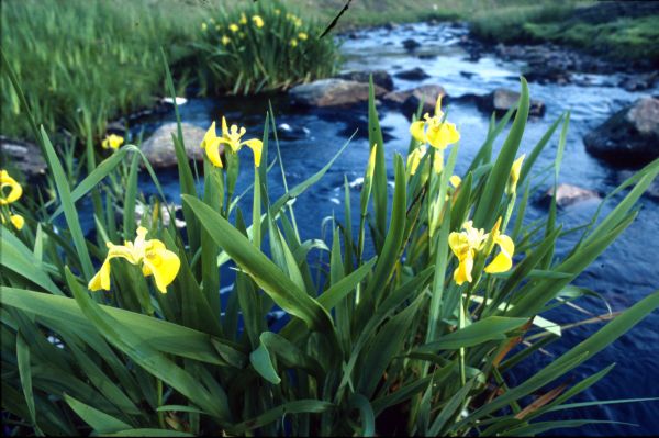 Yellow Iris beside a burn