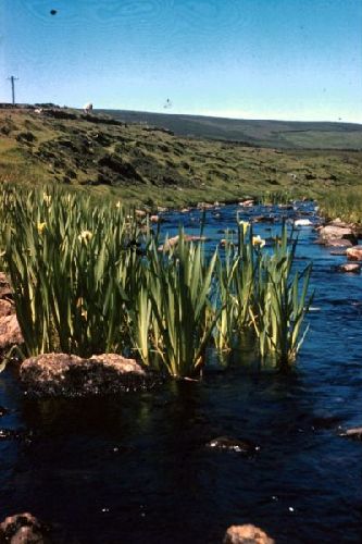 Yellow Iris growing in Arisdale burn