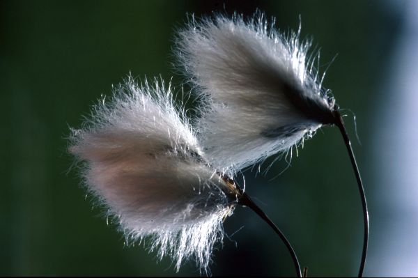 A close-up of Cottengrass