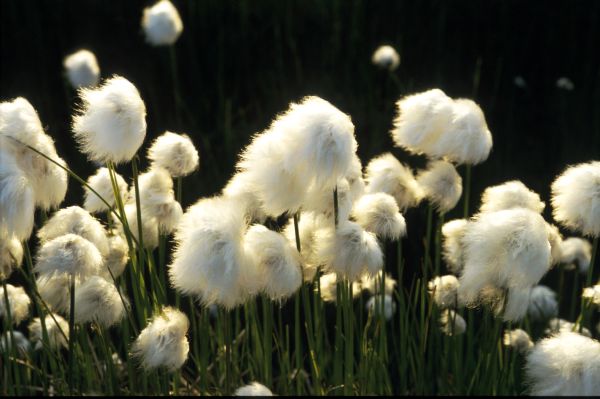 A field of Cottongrass