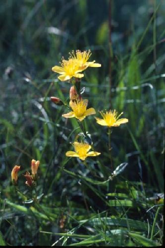 St. John's-wort growing among the grass