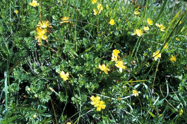 A clump of St.John's-wort