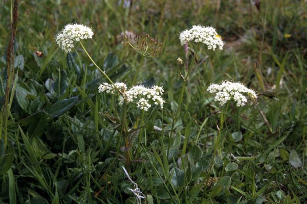 Pignut flowers growing in a field