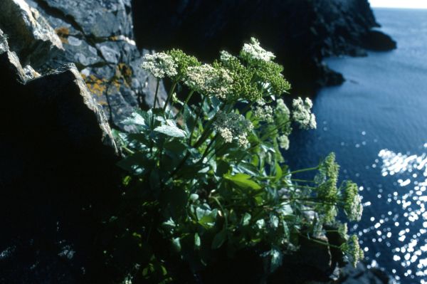 Scot's Loviage on the side of a cliff