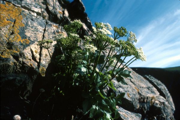 Scot's Loviage growing from cracks in a cliff