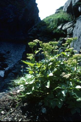 Scot's Lovage growing on a ledge beside a burn