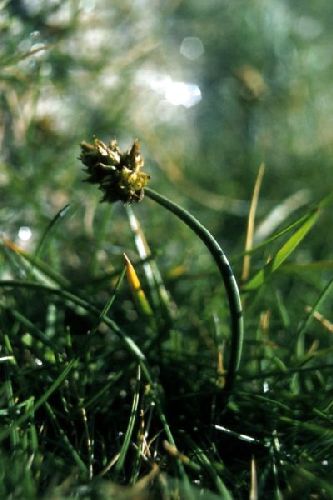 A Curved Sedge in close-up